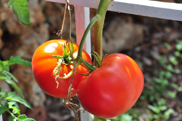 Organic-Tomatoes