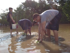 RP water planting